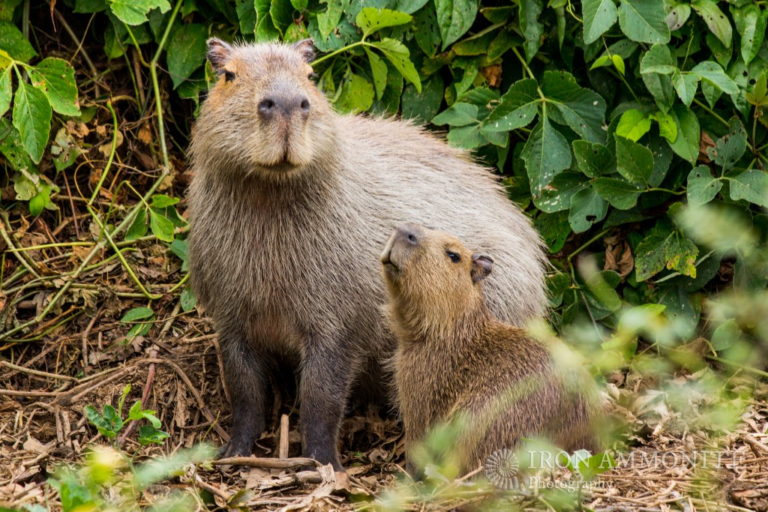 Cadibara: The Gentle Giant of South America 